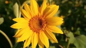 Dwarf sunflower|Helianthus annuus|sunflower yellow