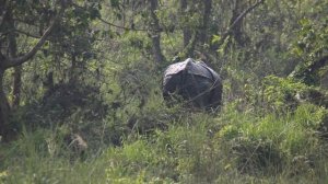 Однорогий индийский носорог метит свою территорию!