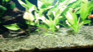 Аквариумное освещение. Прожектор на smd Led.