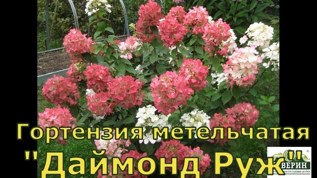 Гортензия метельчатая, гортензия древовидная. Обзор сортов. смотреть онлайн