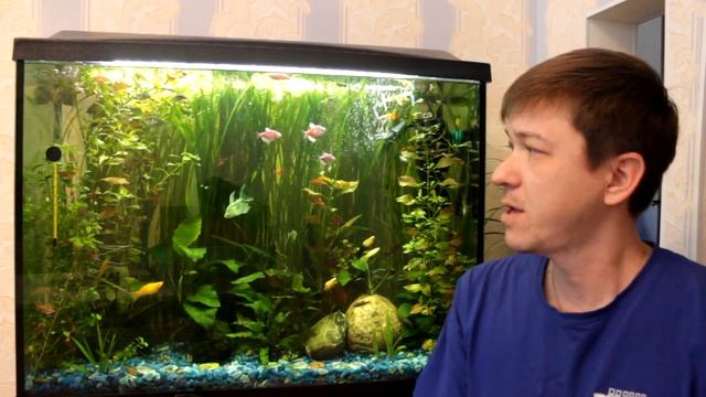 Чем чистить стенки аквариума#аквариум120 литров смотреть онлайн