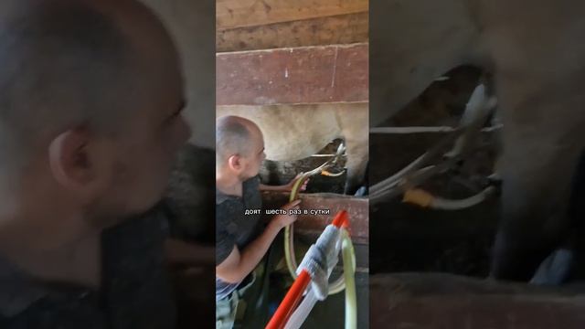 Как делают кумыс? смотреть онлайн