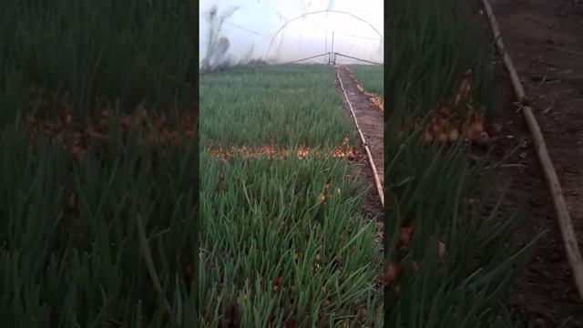 Обеззараживание почвы от грибков в теплице серной шашкой смотреть онлайн