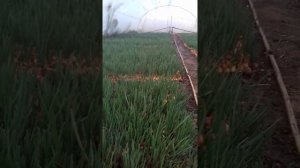 Обеззараживание почвы от грибков в теплице серной шашкой