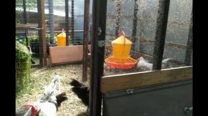 Раскрываем секрет как научить молодок нести яйца в гнездо.Нюансы содержания  породы Кремовый Легбар