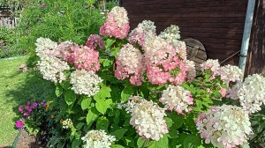 Черенки гортензий ,клематисов и других многолетников на зимовку.