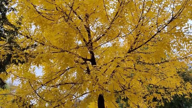 ОСЕННИЙ ЯСЕНЬ. ВАРАШ (Frаxinus excеlsior) смотреть онлайн