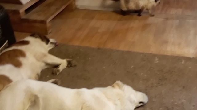 Василиса 🐈
