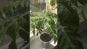 Мурайя черноплодная Кенига