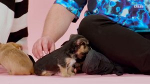 Jack Black and Awkwafina: The Puppy Interview