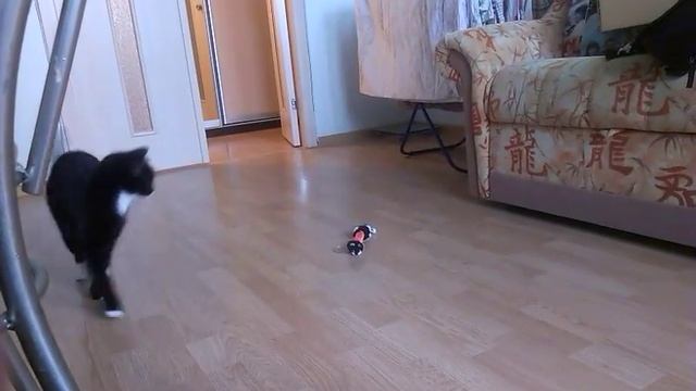 Моя кошка-собака (лиса) смотреть онлайн