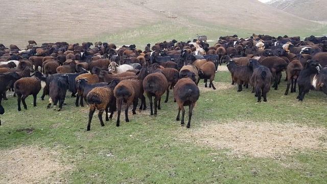 Гиссарские овцы Узбекистана. Анвар Рустемов +77017224679(ватцап)