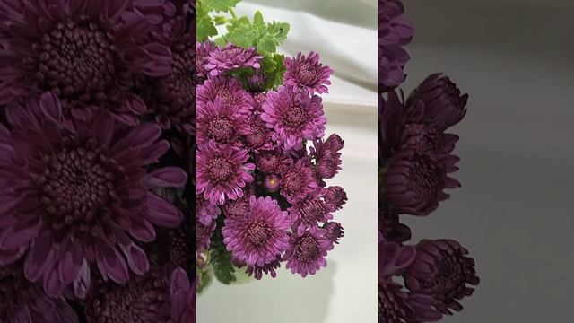 Хризантема мультифлора Branglory  #chrysanthemumflower #растенияпочтой #хризантема #хризантема