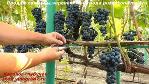 Виноград КИШМИШ ВЕНУС СИДЛИС ранний с приятным привкусом черной смородины, 1 класс (Пузенко)