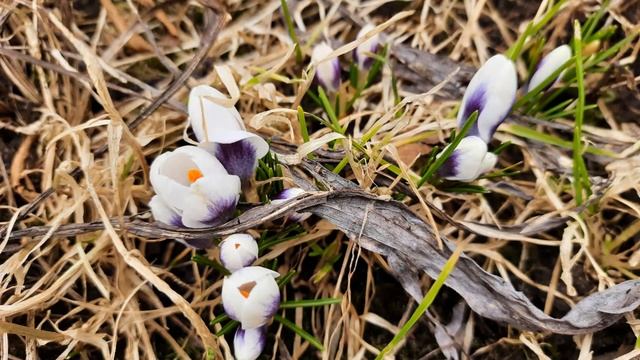 Сюрпризы в саду Девятой реальности?Эрики и верески/Рододендроны/Гейхеры/Гортензии/Про пруды/Хвойные смотреть онлайн