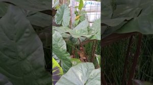 alocasia black beauty