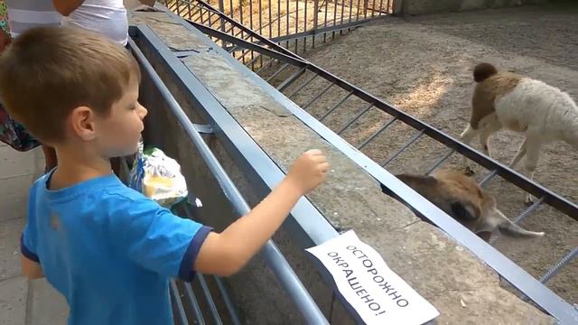 Забавные животные Одесского зоопарка. Слон чешет свою попу смотреть онлайн