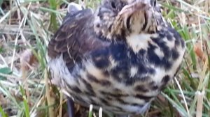 Первый вылет птенца дрозда