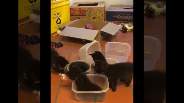 Забавные и смешные котята | Подборка самых милых котят