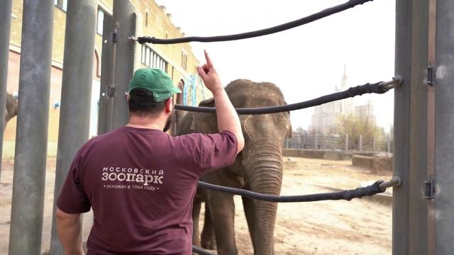 Как слону промывают бивни ? смотреть онлайн