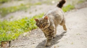 Ученые Выяснили, Как Кошки Находят Дорогу Домой, Даже Находясь За Несколько Километров от Дома