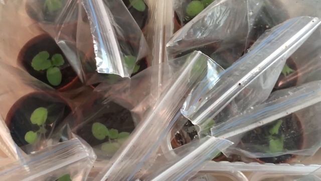 ПЕЛАРГОНИЯ ИЗ СЕМЯН. СЕКРЕТЫ ВЫРАЩИВАНИЯ РАССАДЫ смотреть онлайн