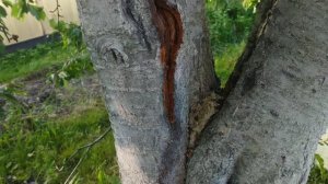 Как правильно лечить разрывы коры и морозобоины,камедетечение?