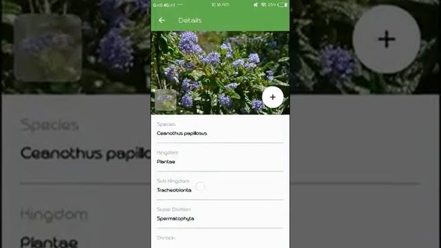 PlantSnap identifies a Wartleaf Ceanothus (Ceanothus Papillosus)