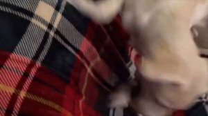 МОЯ СОБАКА ЛЮБИТ ИГРАТЬ В МАЙНКРАФТ!