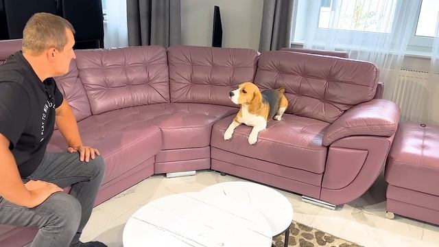 У ШЕРЛОКА БОЛЯТ ЗУБЫ. ЩЕНОК ПОПАЛ К СТОМАТОЛОГУ. БРОС ШОУ ПЕТ смотреть онлайн