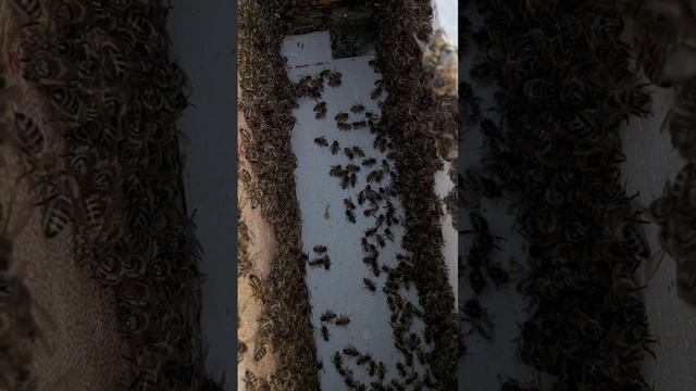 Состояние семей в рутах на 1 апреля смотреть онлайн