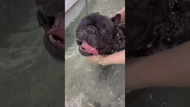 SPA-озоновое джакузи для собак и кошек ✨ смотреть онлайн