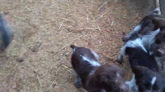 Семейство дратхааров смотреть онлайн