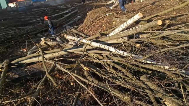 Расчистка участка от деревьев и измельчение порубочных остатков