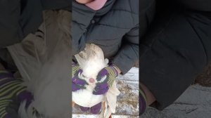 Как определить пол гусей,самый надёжный вариант