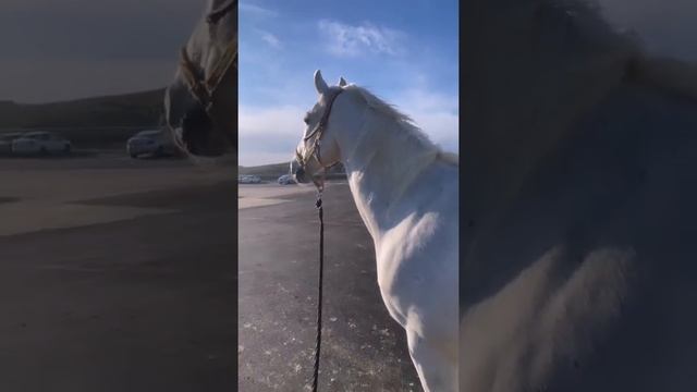 #кони смотреть онлайн