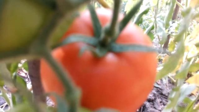 ❤⛺ТОМАТ СУПЕР СЛАДКИЙ СОРТ АПЕЛЬСИН. От плодов до семян смотреть онлайн