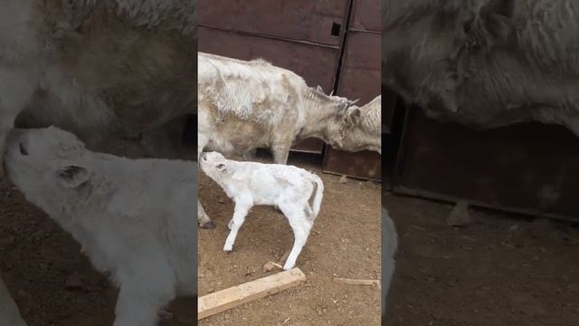 Телята от аулиекольской породы