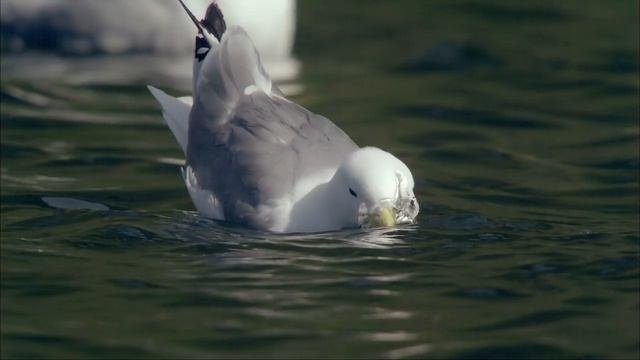 Дикая природа Скандинавии (Исландия, фрагмент)