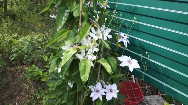 Клематис белый смотреть онлайн