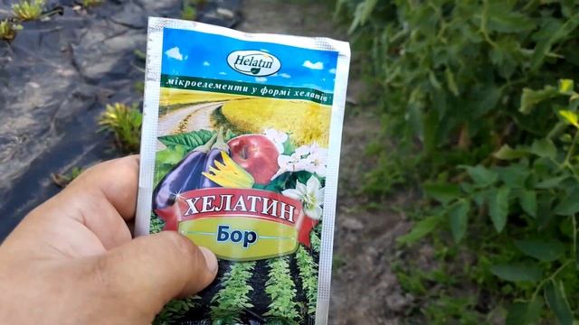 Внаслідок дощів або жари Сохне цвіт на томатах///Опадає цвіт на помідорах що робити@Dacha_Sad_Gorod смотреть онлайн