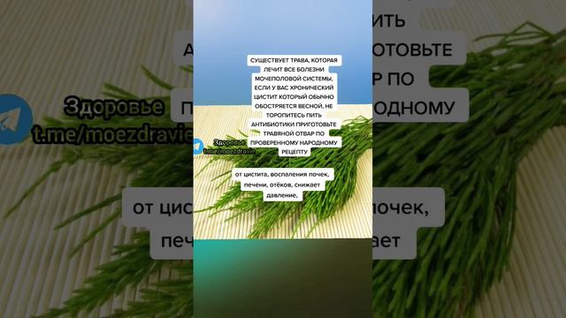 трава которая лечит все болезни #народнаямедицина #зож #здоровьеидолголетие #полезныесоветы #полезн смотреть онлайн
