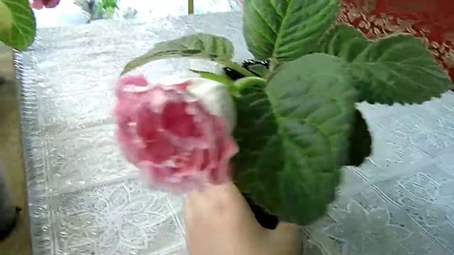 Глоксиния Розовые облака смотреть онлайн