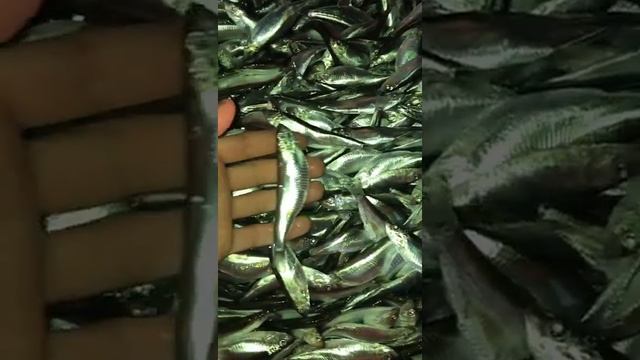 килька каспийская 2021 смотреть онлайн