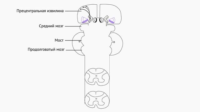 Пирамидный путь. Параличи