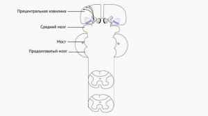 Пирамидный путь. Параличи