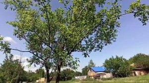 ❤️ Как содержать коз и козлят без выпаса. Как мы кормим коз и козлят. Ст.Северская.4.06.2020