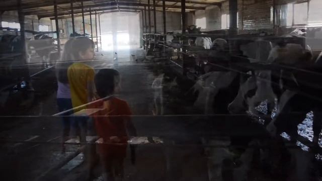 ? Видео про животных. ЗНАКОМСТВО С КОРОВАМИ. МОЛОЧНАЯ ФЕРМА. Изучаем КОРОВ. КОРМИМ ЖИВОТНЫХ. Kine