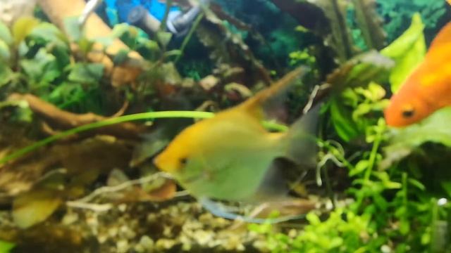 Мой аквариум 60 литров смотреть онлайн