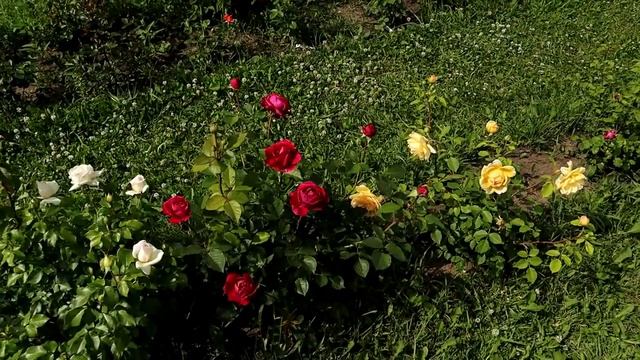 Роза Фальстафф - гламур без капризов смотреть онлайн